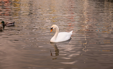 Cisne