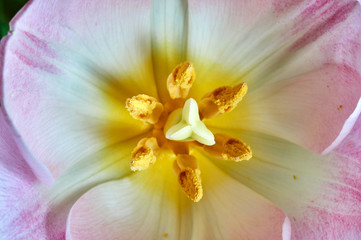 Closeup of a tulip flower pistil and stamens .