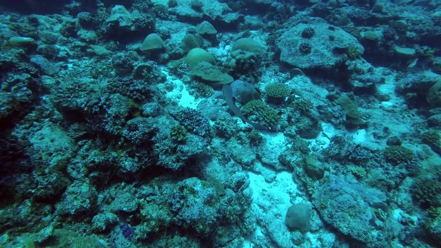 Whitetip reef shark swim over coral reef (High-angle shot), Indian Ocean, Maldives
