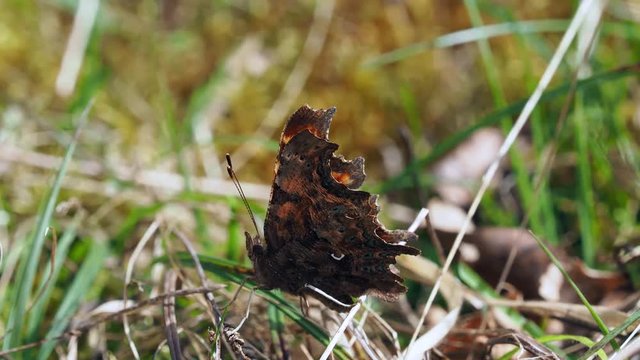 Comma 5 260318