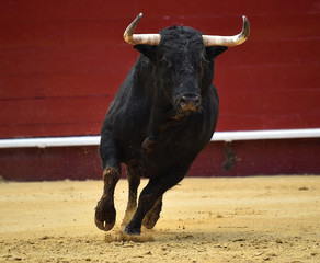 corrida de toros en españa