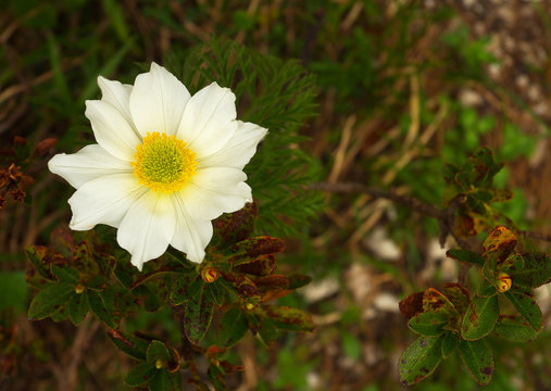 A blossom of windflower