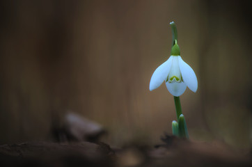 Latarenka © Tomek Kiecana