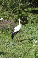 Cigogne