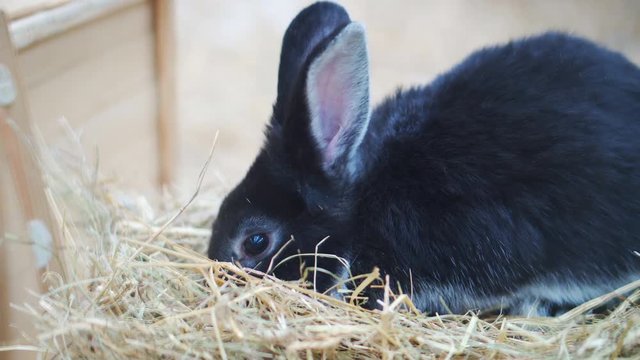 Easter bunnies play, eat and rest in the paddock.