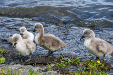 Junge Schwäne am See im Frühling Tierkinder Vogelkinder