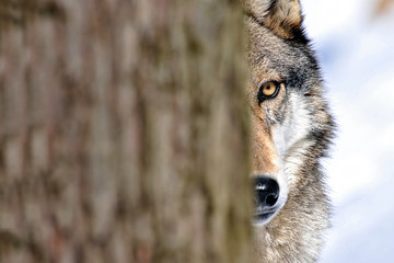 North American gray wolf behind tree