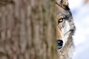 Fotobehang Noord-Amerikaanse grijze wolf achter boom © dfriend150