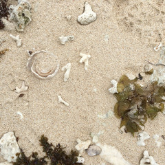 Seaweed – Shells – Coral - Sand