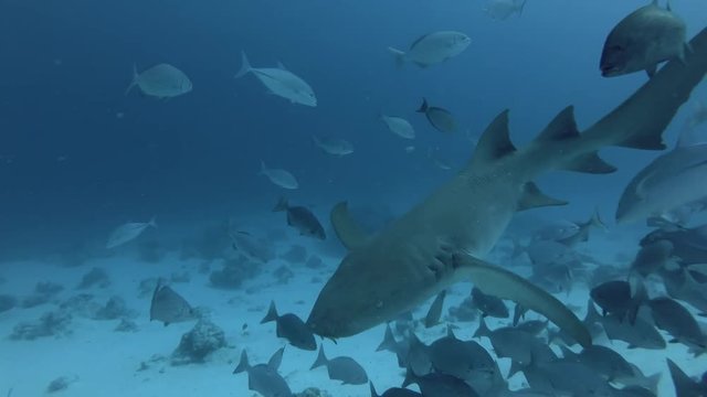 Tawny nurse shark swims in school of Brassy Chub
