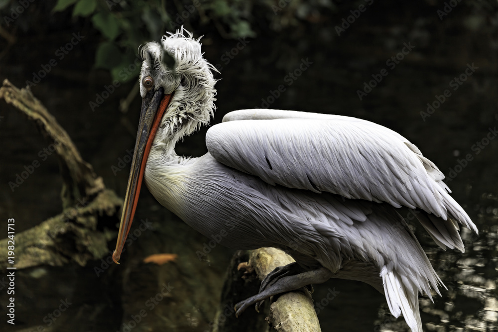 Wall mural dalmatian pelican