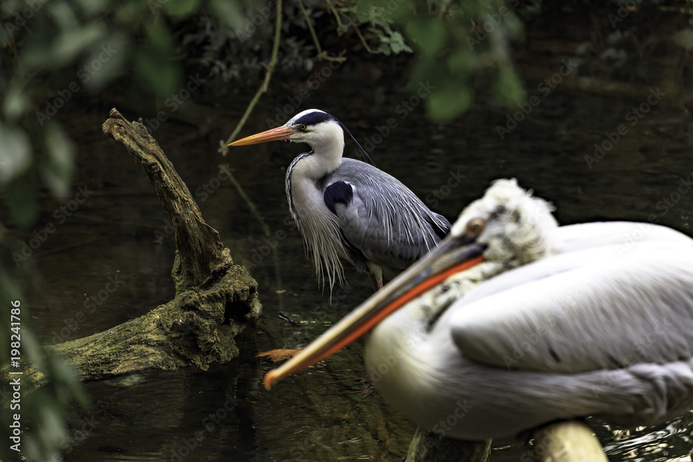 Wall mural dalmatian pelican