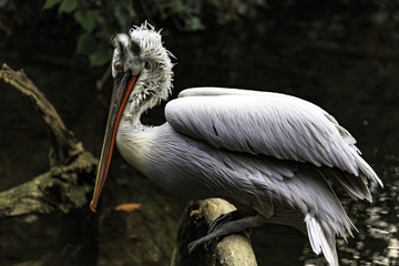 Dalmatian pelican