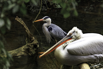 Dalmatian pelican