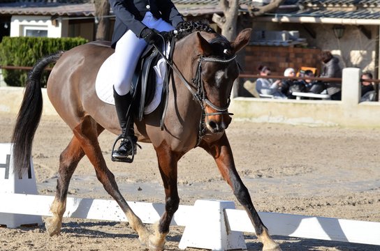 Dressage