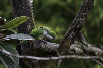 The monk parakeet