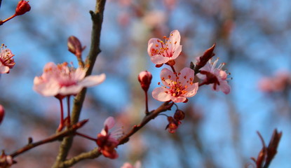 Fiori di pesco - Primavera