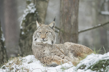 resting lynx