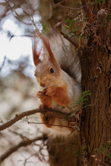 The squirrel sits on a tree and gnaws nuts. Curiosity, trust. Kislovodsk, Russia