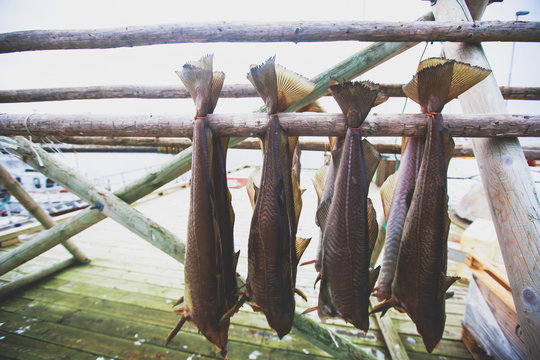 Stockfish (cod), process of stockfish cod drying during winter time on Lofoten Islands, Norway, norwegian traditional way of drying fish in cold winter air on wooden drying rack