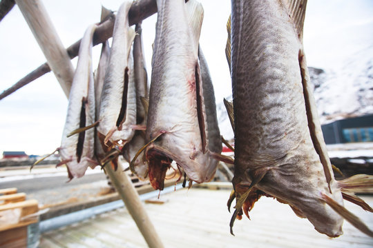 Stockfish (cod), process of stockfish cod drying during winter time on Lofoten Islands, Norway, norwegian traditional way of drying fish in cold winter air on wooden drying rack