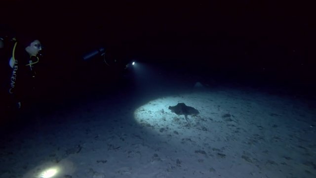 Scuba diver shooting stingrays in the night
