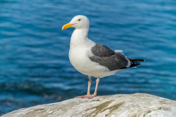 Fototapeta na wymiar Standing Seagull - A close-up front side view of a seagull standing on a seaside rock.