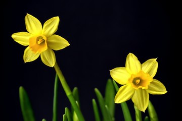  Gardening, cultivation,flowers,nature and abstract concept: beautiful yellow fragrant narcissus on a dark background.