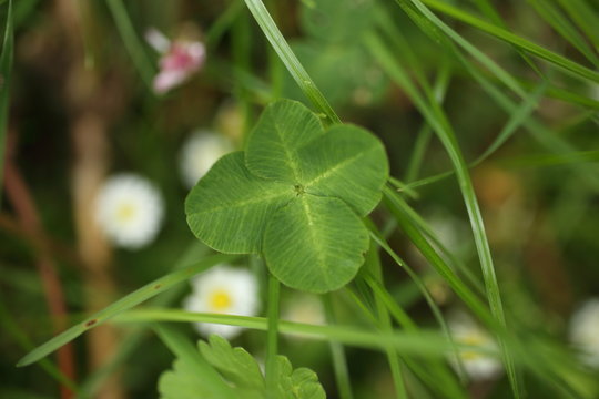 Close-up of Four-leaf Water Clover or Clover Fern,