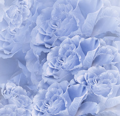 Floral  blue beautiful background.  Flower composition. Bouquet of flowers from  light  blue roses. Close-up. Nature.