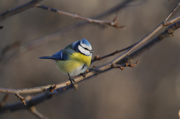 Obraz premium The Eurasian blue tit sits on a branch between the apple buds.