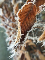 frost on autumn leaf