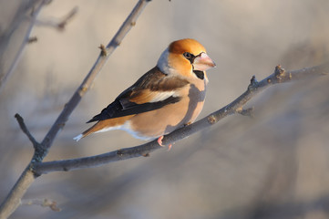 The hawfinch sits on one leg on a branch of a wild apple tree.