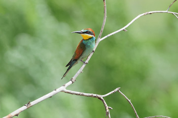 European bee-eater sits turning its head on a thin dry branch.