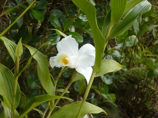Orchids of Costa Rica