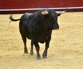 toro español