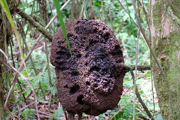 Huge beehive in the jungle