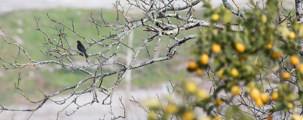 Male European Blackbird (Turdus merula) in a Branch at the Farm.