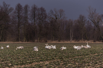 stado łabędzi na łące, zimowy krajobraz, las, błękitne niebo © Ewa Cierniak