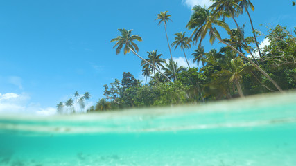 HALF UNDERWATER: Tall palm trees stretch over the emerald waves on sunny day.