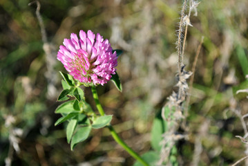 Pink clover flower on soft bokeh grass background