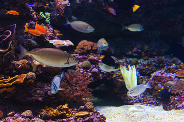 Obraz na płótnie Canvas Fish in an aquarium on the red sea