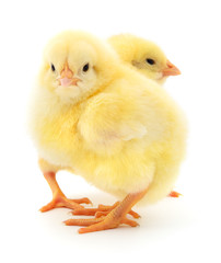 Two yellow chickens.