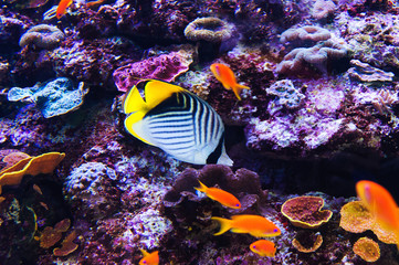 Fototapeta na wymiar Fish in an aquarium on the red sea