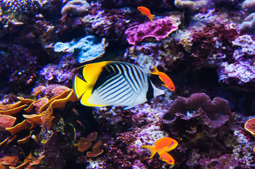 Naklejka na ściany i meble Fish in an aquarium on the red sea