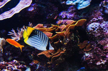 Fish in an aquarium on the red sea