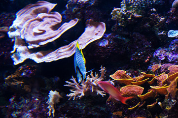 Fish in an aquarium on the red sea