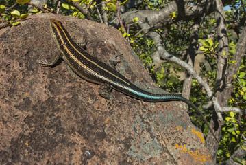Lizard take sun, Africa