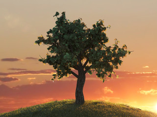 Naklejka na ściany i meble Beautifun tree at sunset