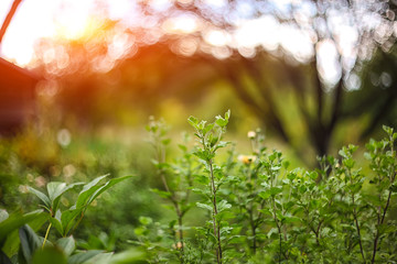 twinkling lights vivid color blurred bokeh spring from leaf background.